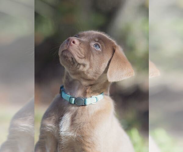 Medium Photo #1 Labrador Retriever-Unknown Mix Puppy For Sale in Orlando, FL, USA