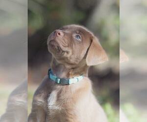 Labrador Retriever-Unknown Mix Dogs for adoption in Orlando, FL, USA