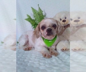 Father of the Shih Tzu puppies born on 07/09/2025