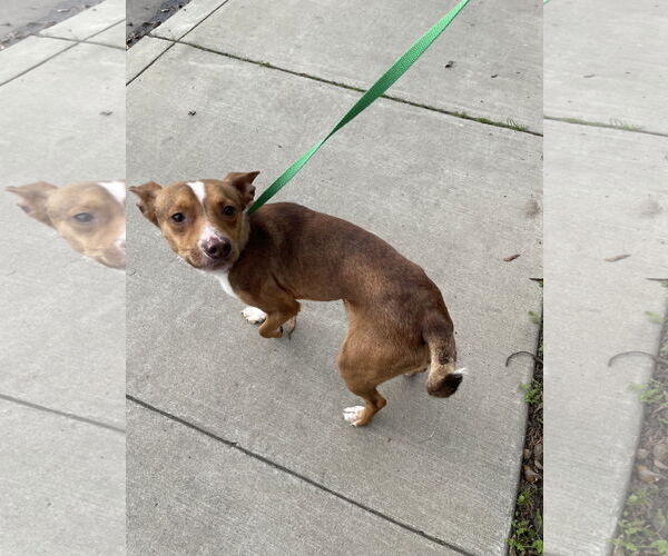 Medium Photo #2 Chihuahua-Unknown Mix Puppy For Sale in Chico, CA, USA