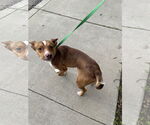 Small #1 Chihuahua Mix