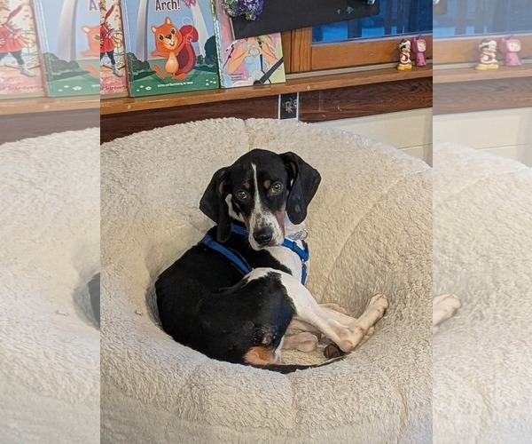 Medium Photo #6 Mutt Puppy For Sale in Westwood, NJ, USA