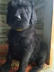 Labradoodle-Poodle (Standard) Mix Puppy for sale in ALTON, MO, USA