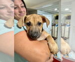 Small Labrador Retriever Mix
