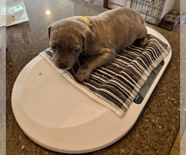 Medium Photo #5 American Pit Bull Terrier-Unknown Mix Puppy For Sale in Holly Springs, NC, USA