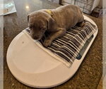 Small #4 American Pit Bull Terrier Mix