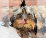 Small #3 Yorkshire Terrier