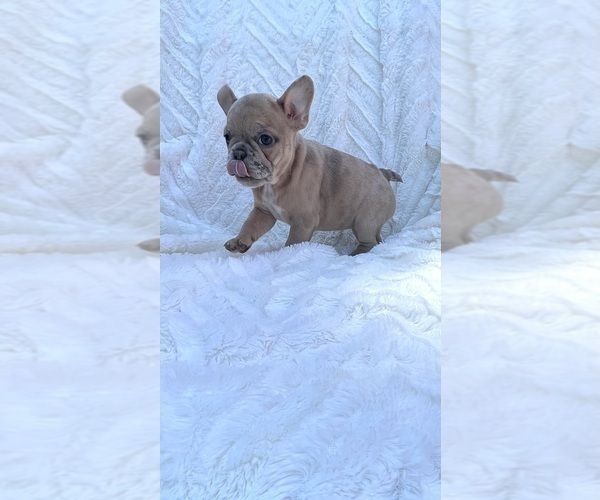 Medium Photo #10 French Bulldog Puppy For Sale in FLORENCE, KY, USA