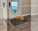Small #8 American Pit Bull Terrier Mix