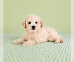 Small #3 Bichon Frise