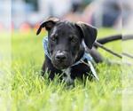 Small #3 Mutt