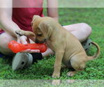Small #6 Mutt