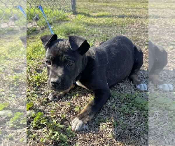 Medium Photo #4 Boxer-Unknown Mix Puppy For Sale in Tarrytown, GA, USA