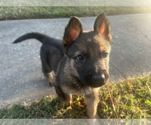 German Shepherd Dog Puppy for Sale in TUCKER, Georgia USA