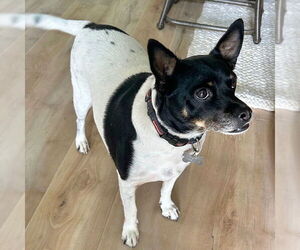 Rat Terrier Dogs for adoption in Atlanta, GA, USA