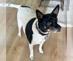 Small Rat Terrier