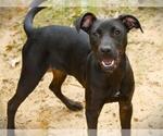 Small American Staffordshire Terrier-Labrador Retriever Mix