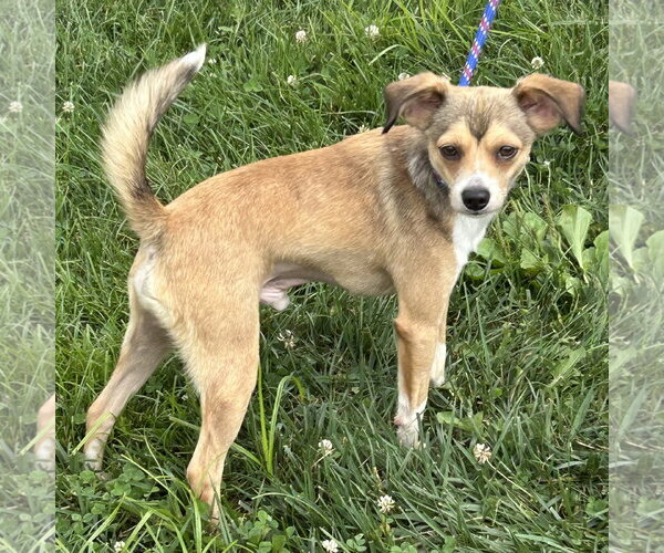 Medium Photo #2 Chihuahua-Unknown Mix Puppy For Sale in Batavia, OH, USA