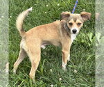 Small #1 Chihuahua Mix