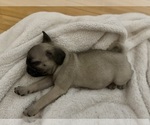 Small #3 Pug