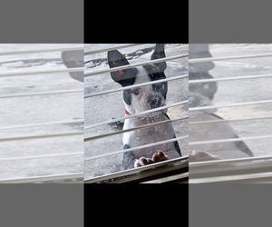 Boston Terrier Dog for Adoption in AUSTIN, Texas USA