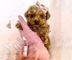 Small #10 Maltese