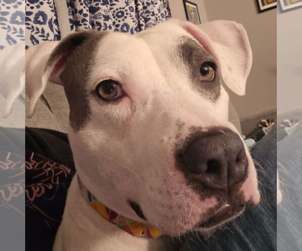 Medium Photo #6 Mutt Puppy For Sale in Fargo, ND, USA