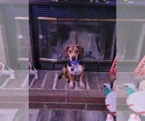 Medium Photo #8 Beagle Puppy For Sale in Las Vegas, NV, USA