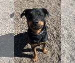 Small #3 Rottweiler