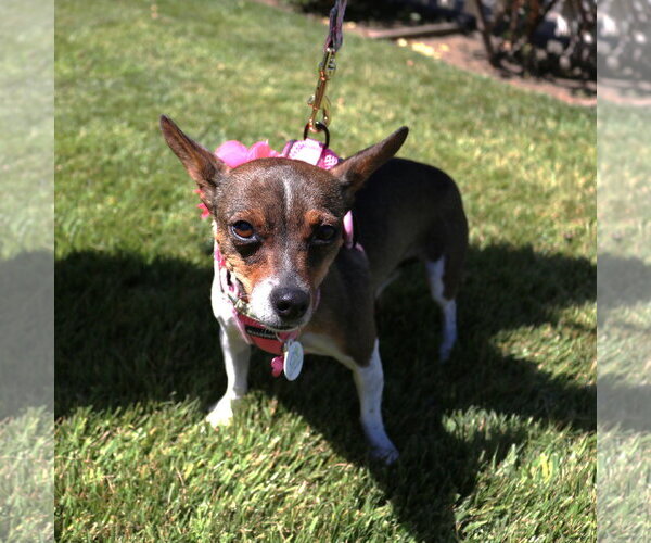 Medium Photo #1 Rat-Cha Puppy For Sale in San Jose, CA, USA