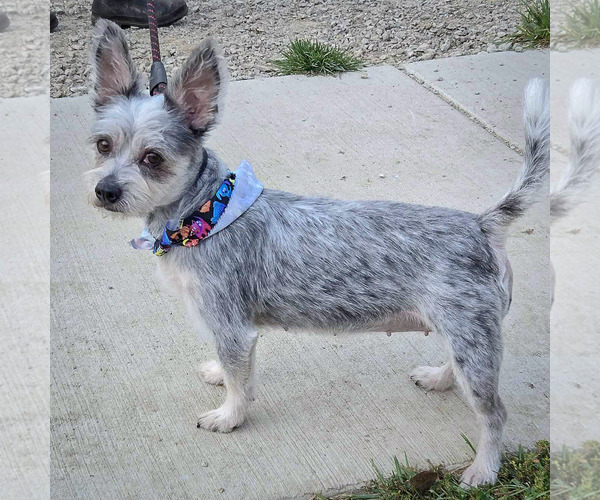 Medium Photo #2 Mutt Puppy For Sale in Huntley, IL, USA