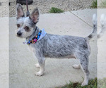 Small #1 Mutt