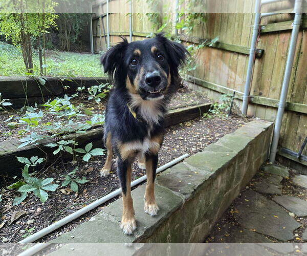 Medium Photo #1 Collie-Unknown Mix Puppy For Sale in Woodbury, NY, USA