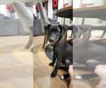Small #4 Labrador Retriever Mix