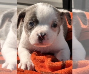 Australian Shepherd-Boston Terrier Mix Puppy for sale in DAYTON, OH, USA