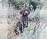 Small Photo #36 German Shorthaired Pointer Puppy For Sale in DENVER, CO, USA