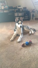 Siberian Husky Puppy for sale in LYNNVILLE, IN, USA