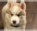 Small Photo #8 Siberian Husky Puppy For Sale in LYNNWOOD, WA, USA