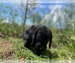 Small #10 Golden Labrador