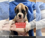 Small Photo #7 Boxer Puppy For Sale in CITRUS HEIGHTS, CA, USA