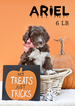 Small Photo #7 Aussiedoodle Puppy For Sale in MONTROSE, CO, USA
