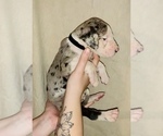 Small Photo #5 Great Dane Puppy For Sale in STAUNTON, VA, USA