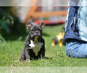 Beagle Puppy for sale in Kiskoros, Bacs-Kiskun, Hungary