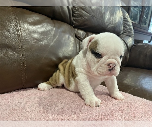 Medium Photo #2 Bulldog Puppy For Sale in WOODSTOCK, GA, USA