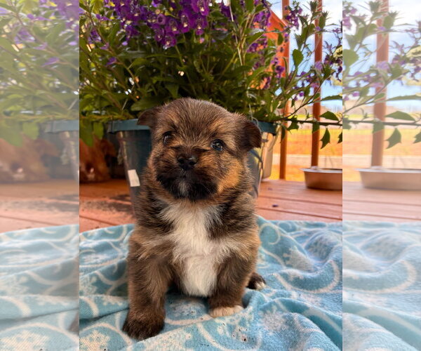 Medium Photo #3 Mutt Puppy For Sale in Pacolet, SC, USA