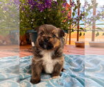 Small #2 Mutt