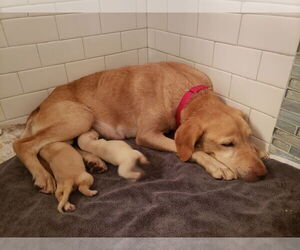 Petunia * - Female Mutt Dog for Adoption - Photo #5