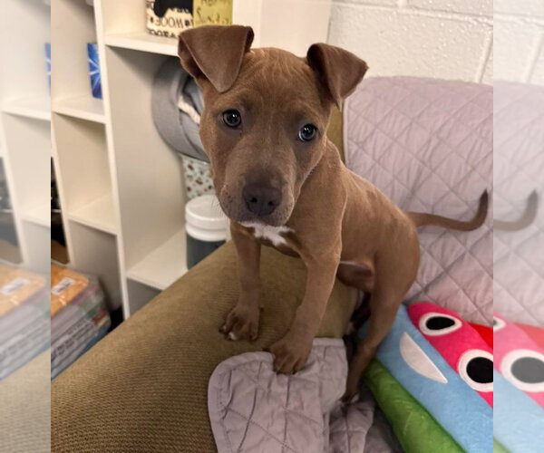 Medium Photo #3 American Bulldog-Unknown Mix Puppy For Sale in Muskegon, MI, USA