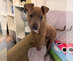 Small #2 American Bulldog Mix