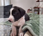 Small #2 Border Collie Mix